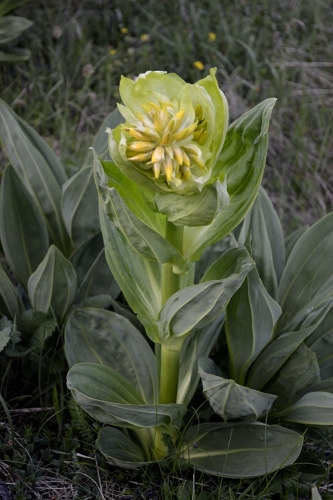 Gentiana lutea